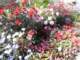 bild0211_small.jpg